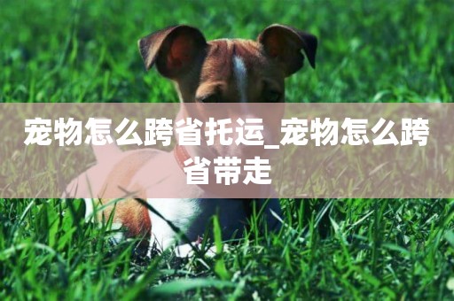 寵物怎么跨省托運_寵物怎么跨省帶走