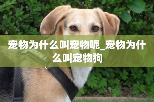 寵物為什么叫寵物呢_寵物為什么叫寵物狗