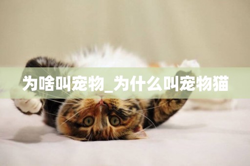 為啥叫寵物_為什么叫寵物貓
