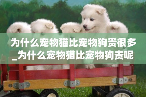 為什么寵物貓比寵物狗貴很多_為什么寵物貓比寵物狗貴呢