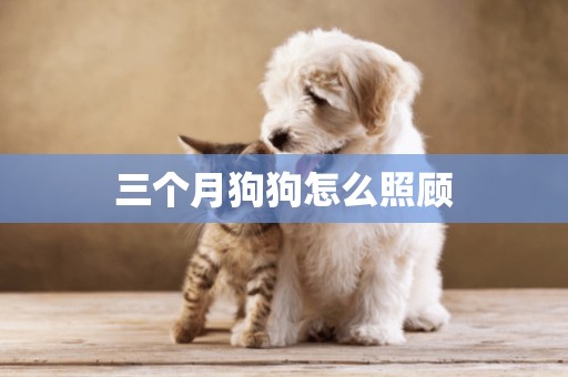 三個月狗狗怎么照顧