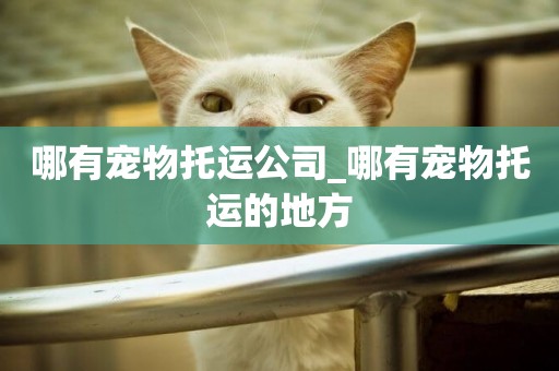 哪有寵物托運公司_哪有寵物托運的地方