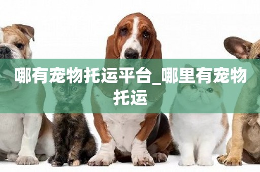 哪有寵物托運平臺_哪里有寵物托運