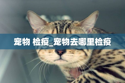 寵物 檢疫_寵物去哪里檢疫