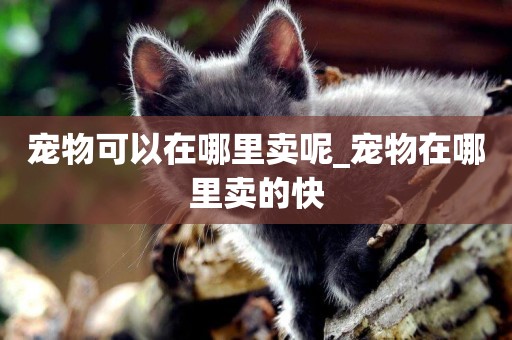 寵物可以在哪里賣呢_寵物在哪里賣的快