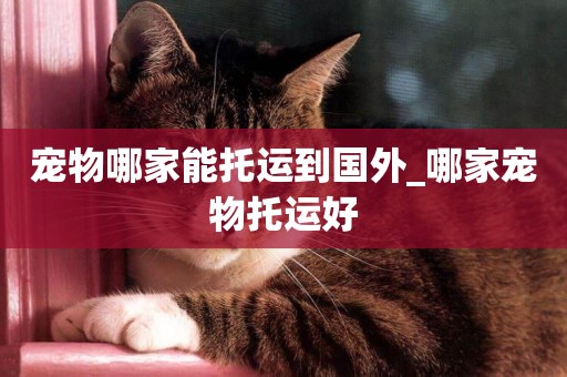 寵物哪家能托運到國外_哪家寵物托運好