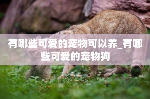 有哪些可愛的寵物可以養_有哪些可愛的寵物狗