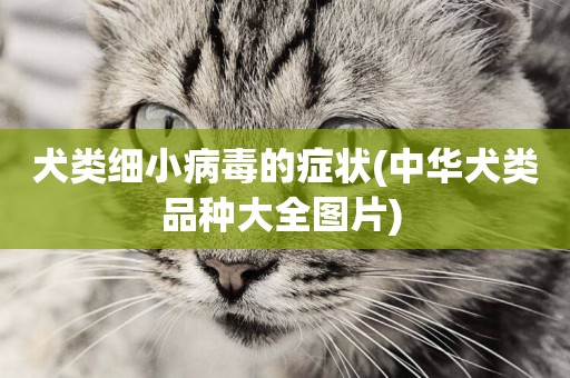 犬類細小病毒的癥狀(中華犬類品種大全圖片) 