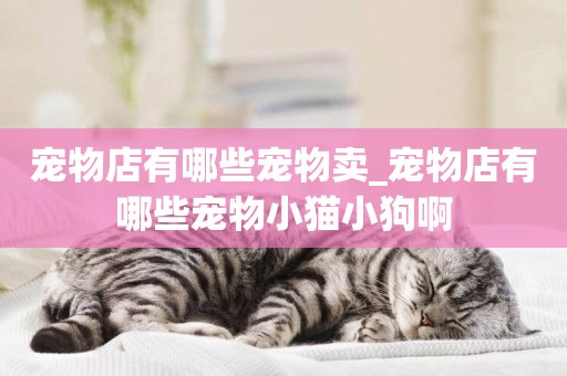 寵物店有哪些寵物賣_寵物店有哪些寵物小貓小狗啊