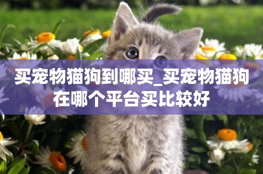 買寵物貓狗到哪買_買寵物貓狗在哪個平臺買比較好
