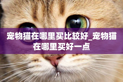 寵物貓在哪里買比較好_寵物貓在哪里買好一點