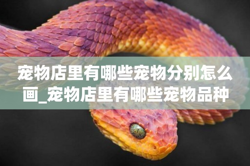 寵物店里有哪些寵物分別怎么畫_寵物店里有哪些寵物品種