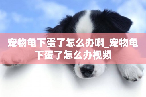 寵物龜下蛋了怎么辦啊_寵物龜下蛋了怎么辦視頻