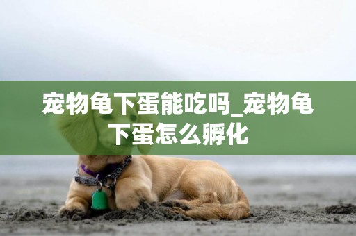 寵物龜下蛋能吃嗎_寵物龜下蛋怎么孵化