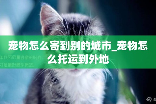 寵物怎么寄到別的城市_寵物怎么托運到外地
