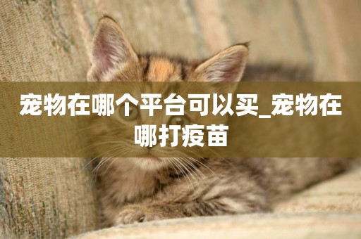 寵物在哪個平臺可以買_寵物在哪打疫苗