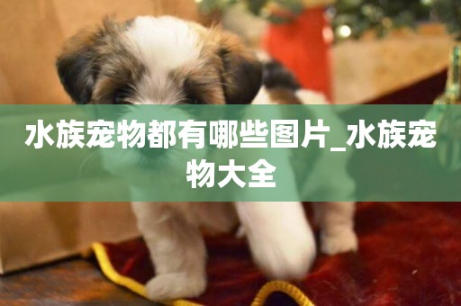 水族寵物都有哪些圖片_水族寵物大全
