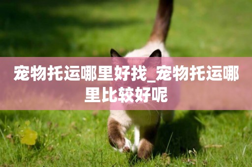 寵物托運哪里好找_寵物托運哪里比較好呢