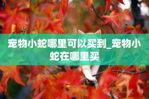 寵物小蛇哪里可以買到_寵物小蛇在哪里買