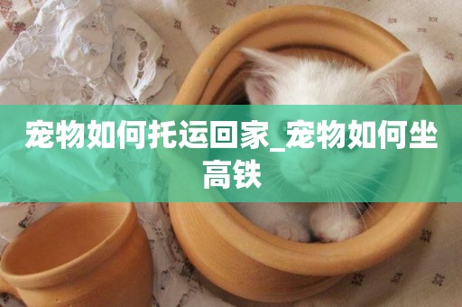 寵物如何托運回家_寵物如何坐高鐵