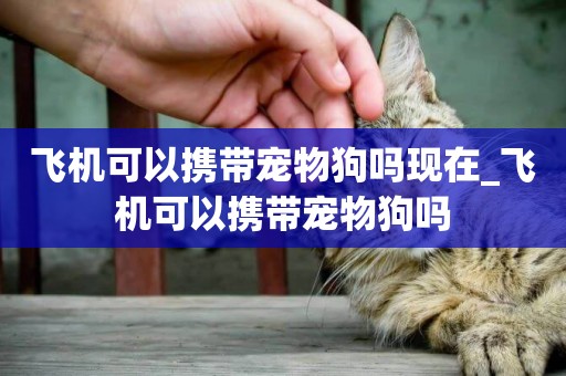 飛機可以攜帶寵物狗嗎現在_飛機可以攜帶寵物狗嗎