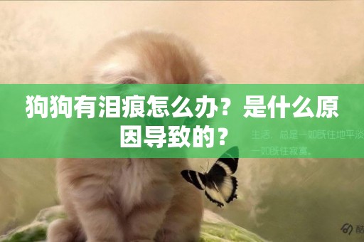 狗狗有淚痕怎么辦？是什么原因導致的？ 