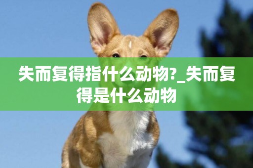 失而復得指什么動物?_失而復得是什么動物
