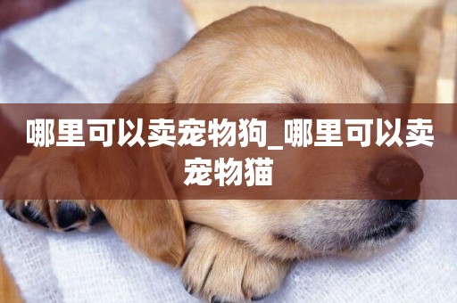哪里可以賣寵物狗_哪里可以賣寵物貓