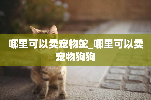 哪里可以賣寵物蛇_哪里可以賣寵物狗狗