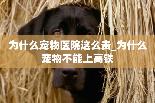 為什么寵物醫院這么貴_為什么寵物不能上高鐵