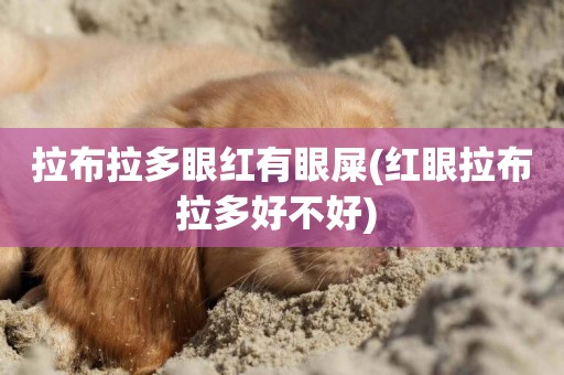 拉布拉多眼紅有眼屎(紅眼拉布拉多好不好) 