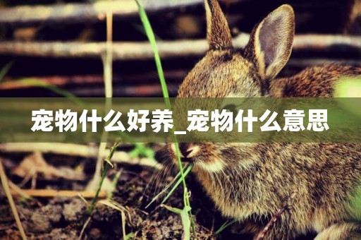 寵物什么好養_寵物什么意思