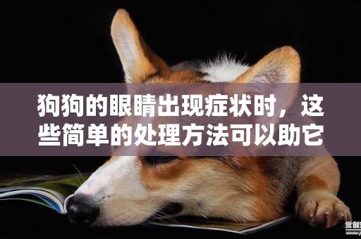 狗狗的眼睛出現癥狀時，這些簡單的處理方法可以助它恢復明亮？ 