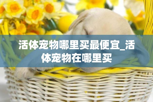 活體寵物哪里買最便宜_活體寵物在哪里買
