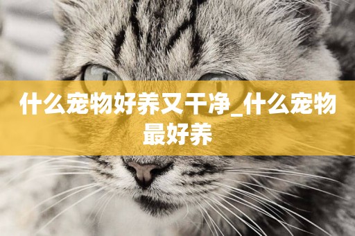 什么寵物好養又干凈_什么寵物最好養