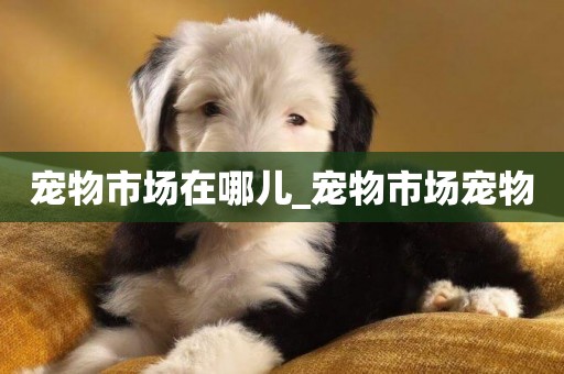 寵物市場在哪兒_寵物市場寵物
