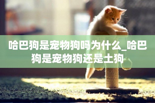 哈巴狗是寵物狗嗎為什么_哈巴狗是寵物狗還是土狗