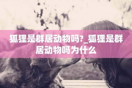 狐貍是群居動物嗎?_狐貍是群居動物嗎為什么