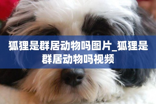 狐貍是群居動物嗎圖片_狐貍是群居動物嗎視頻
