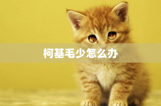 柯基毛少怎么辦