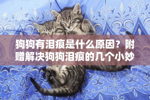 狗狗有淚痕是什么原因？附贈解決狗狗淚痕的幾個小妙招 