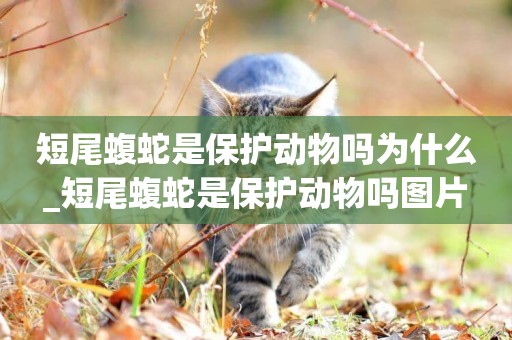 短尾蝮蛇是保護動物嗎為什么_短尾蝮蛇是保護動物嗎圖片