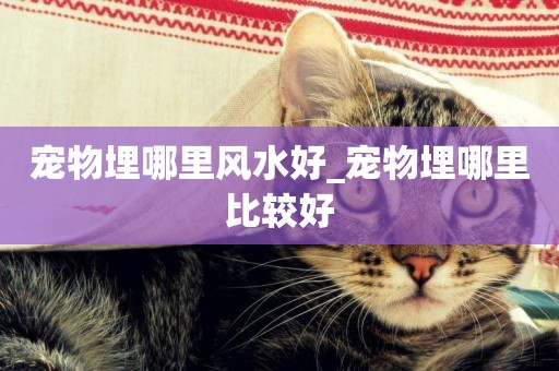寵物埋哪里風水好_寵物埋哪里比較好