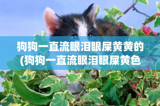 狗狗一直流眼淚眼屎黃黃的(狗狗一直流眼淚眼屎黃色) 