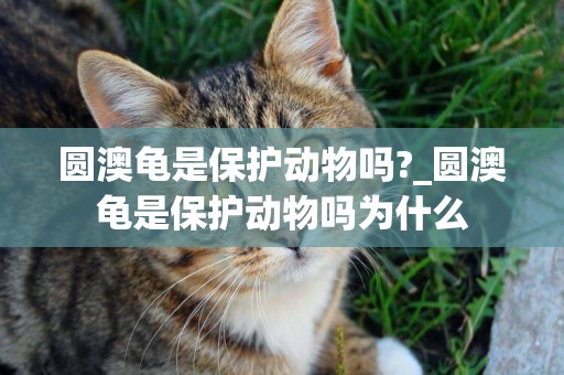 圓澳龜是保護動物嗎?_圓澳龜是保護動物嗎為什么