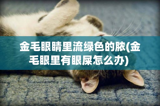 金毛眼睛里流綠色的膿(金毛眼里有眼屎怎么辦) 