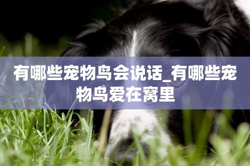 有哪些寵物鳥會說話_有哪些寵物鳥愛在窩里
