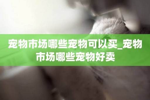 寵物市場哪些寵物可以買_寵物市場哪些寵物好賣