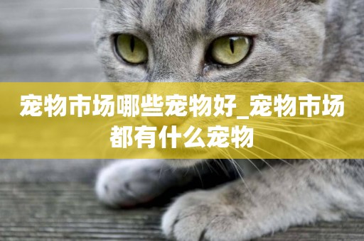 寵物市場哪些寵物好_寵物市場都有什么寵物
