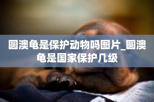 圓澳龜是保護動物嗎圖片_圓澳龜是國家保護幾級